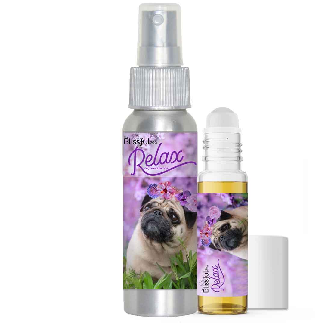 pug dog aromatherapy