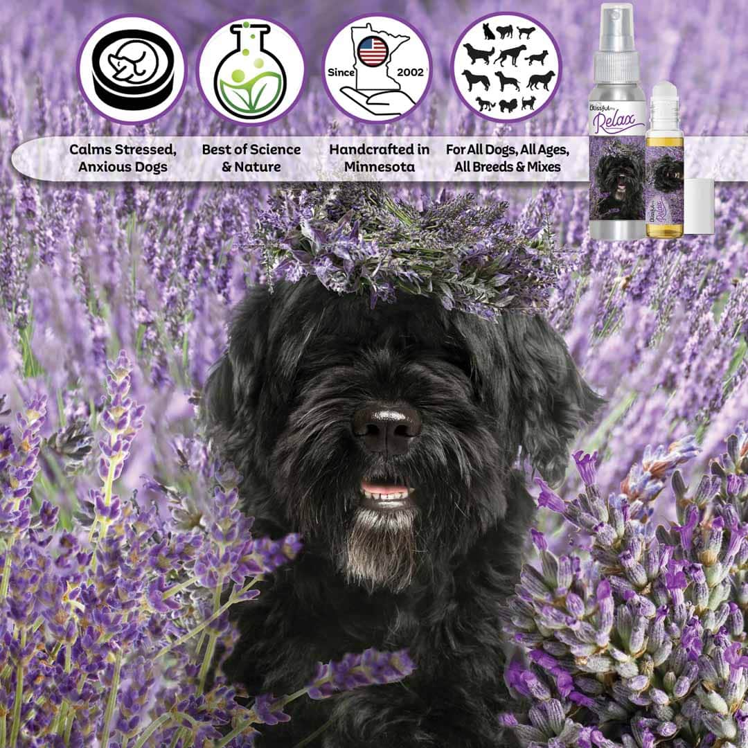 Portuguese Water Dog Relax Dog Aromatherapy