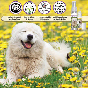 Great Pyrenees care