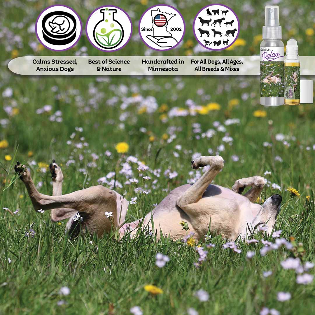 Greyhound rolling flowers