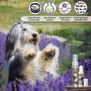 bearded Collie relax