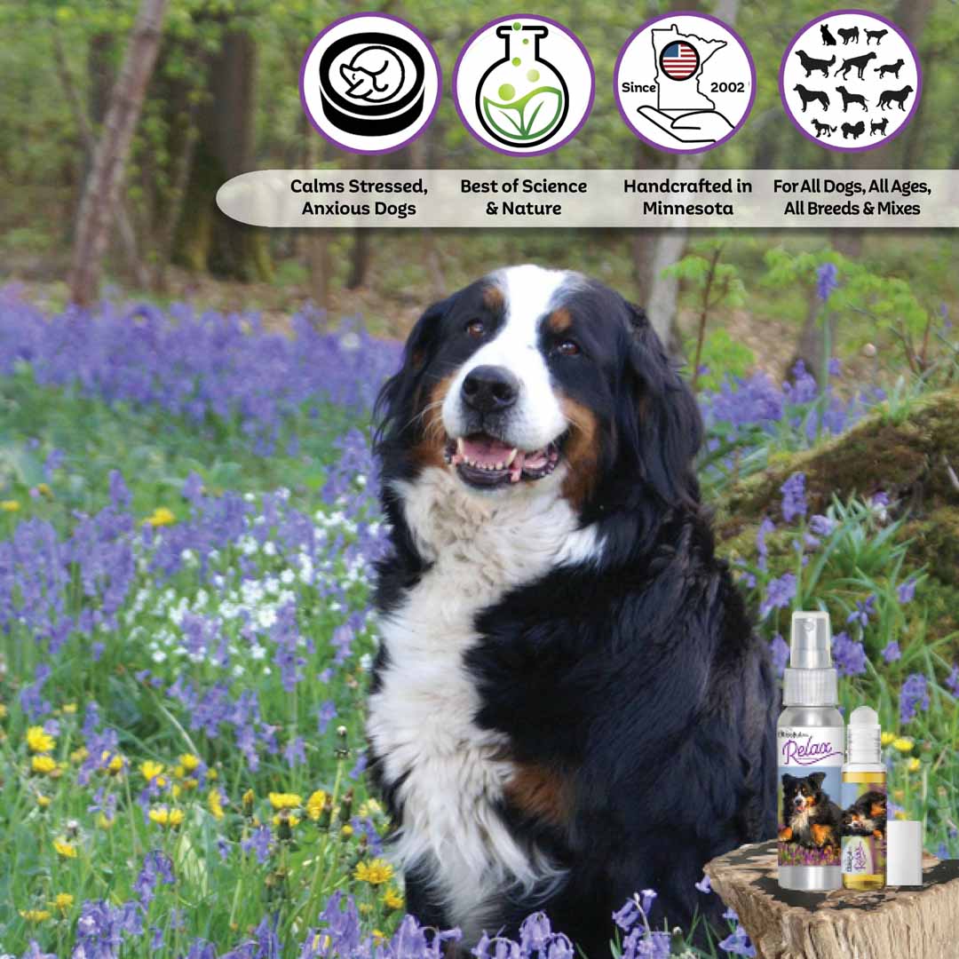 bernese mountain dog relax aromatherapy