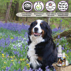 bernese mountain dog aromatherapy