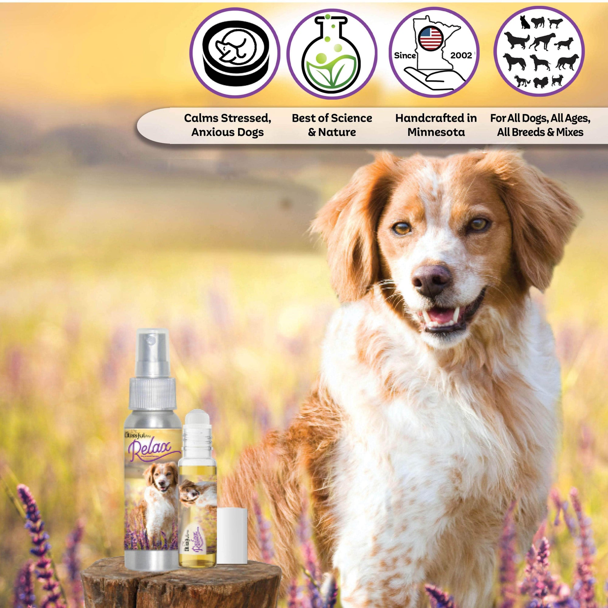 Brittany dog aromatherapy