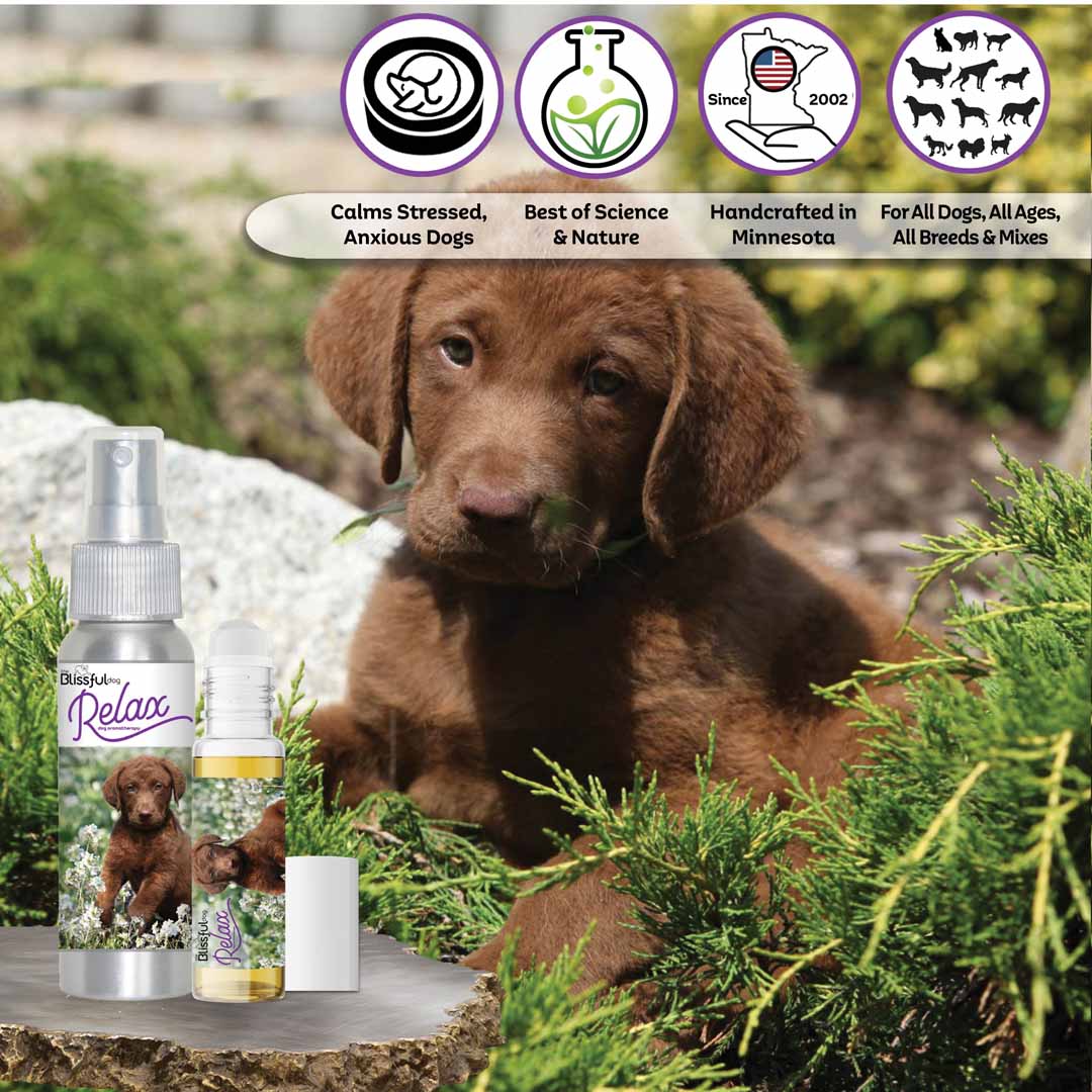 Chesapeake Bay Retriever aromatherapy