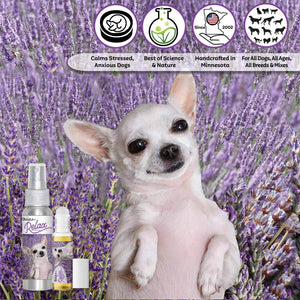 Chihuahua aromatherapy