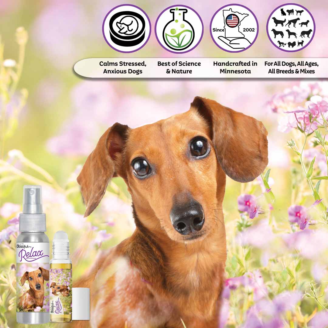 dachshund dog aromatherapy
