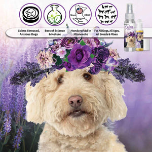 goldendoodle relax dog aromatherapy