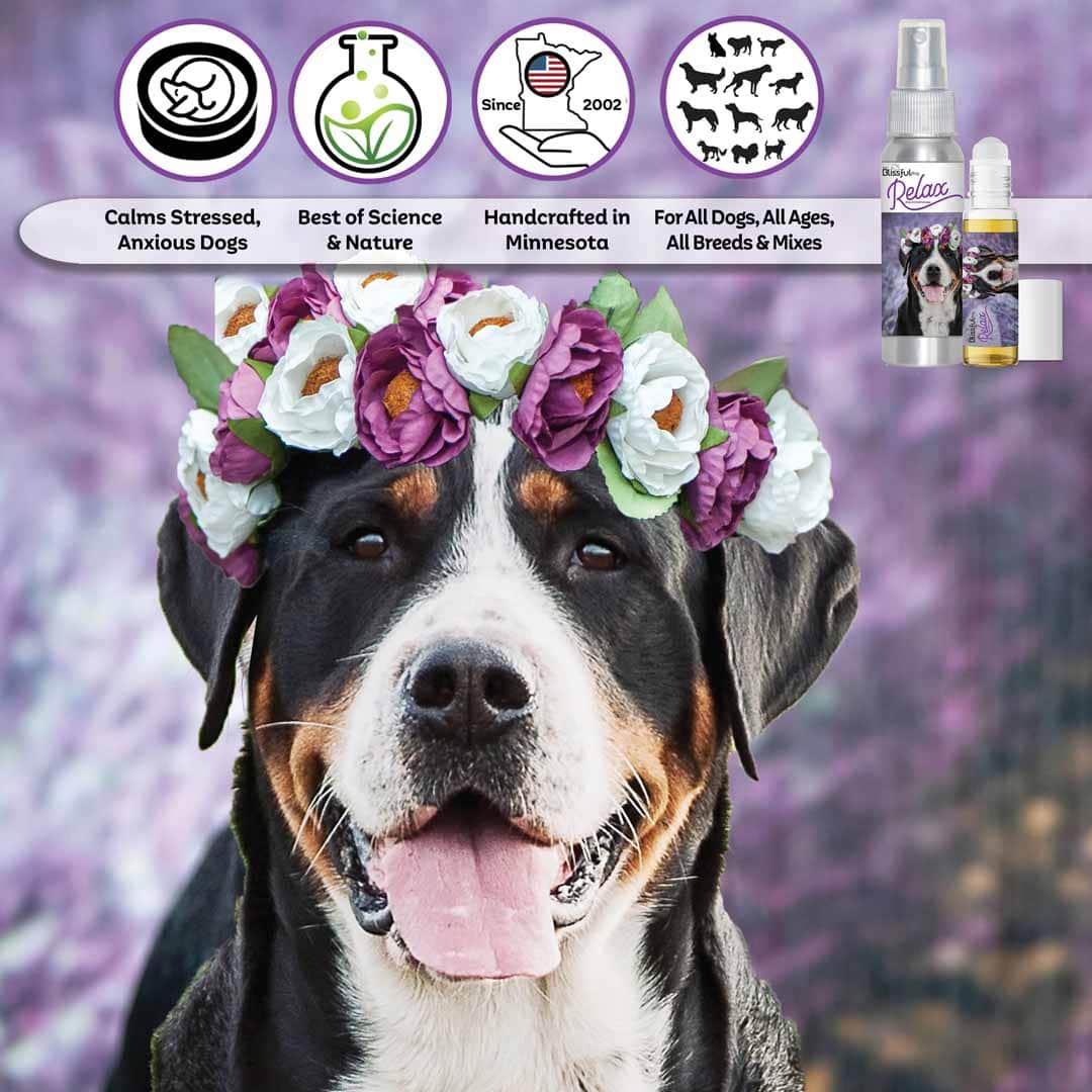 greater swiss mountain dog aromatherapy