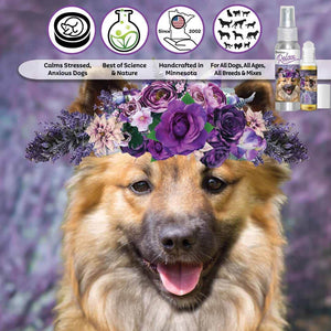 Icelandic Sheepdog relax dog aromatherapy