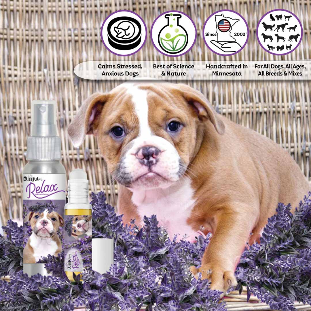 American Bulldog Relax Aromatherapy Calms Fears, Stress, Anxiety+