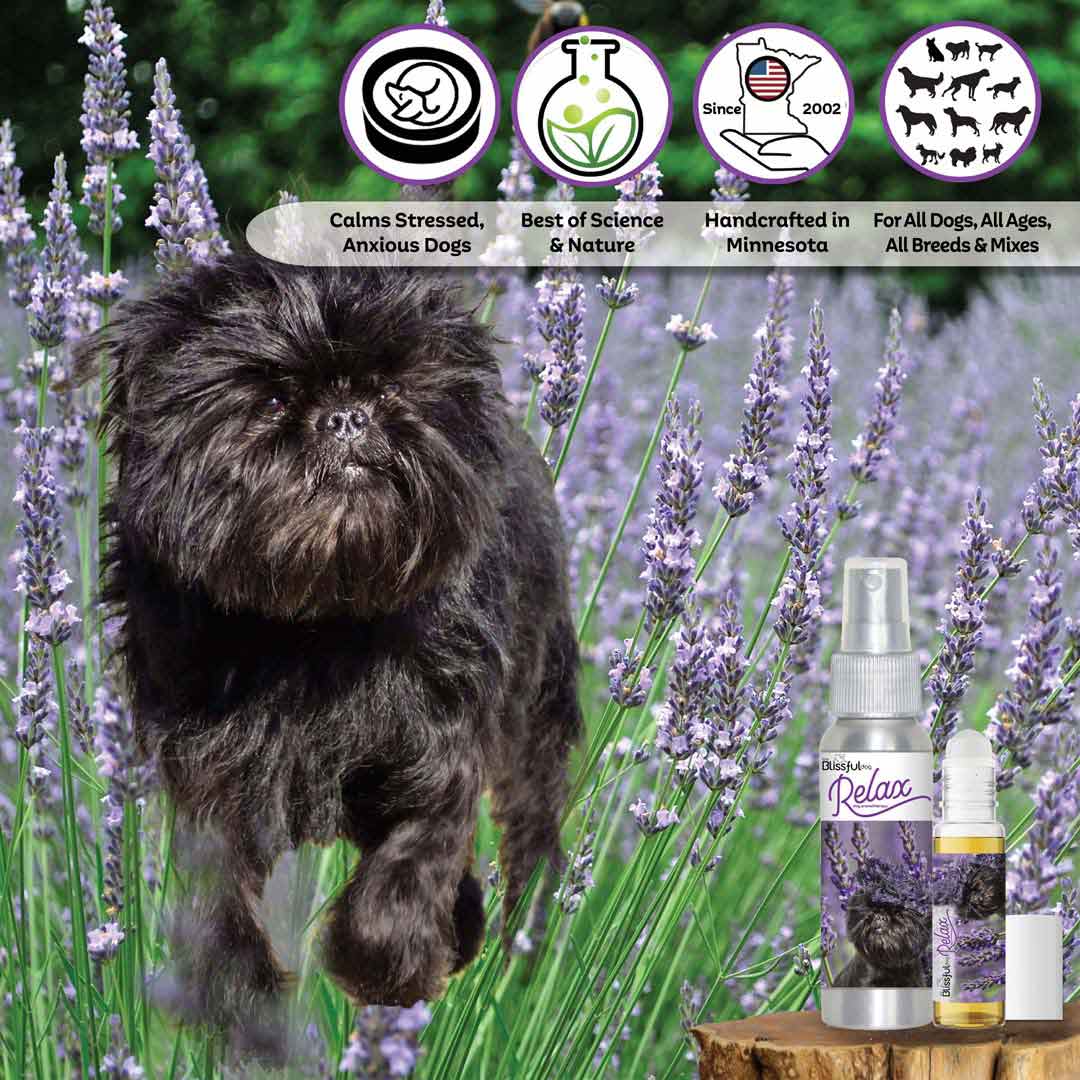 Affenpinscher allergies store