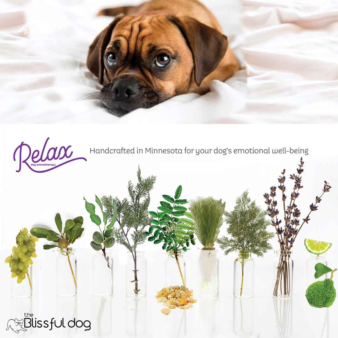 Puggle afraid of fireworks