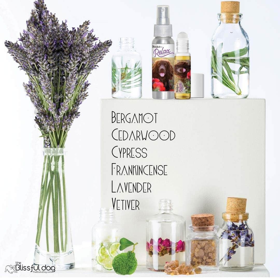 field spaniel natural care