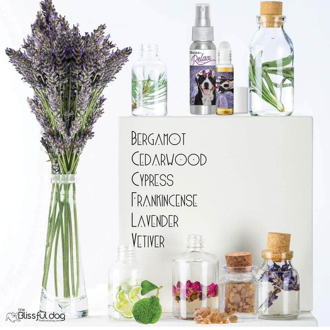 greater swiss mountain dog calming