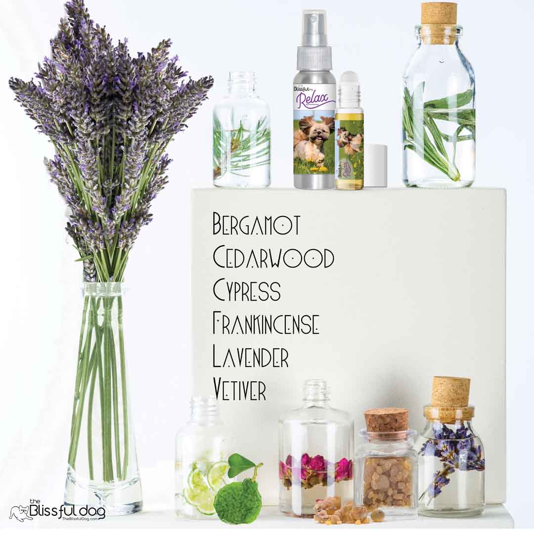 Lhasa Apso relax dog aromatherapy