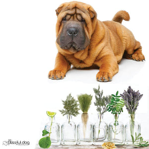 Chinese Shar-Pei natural care