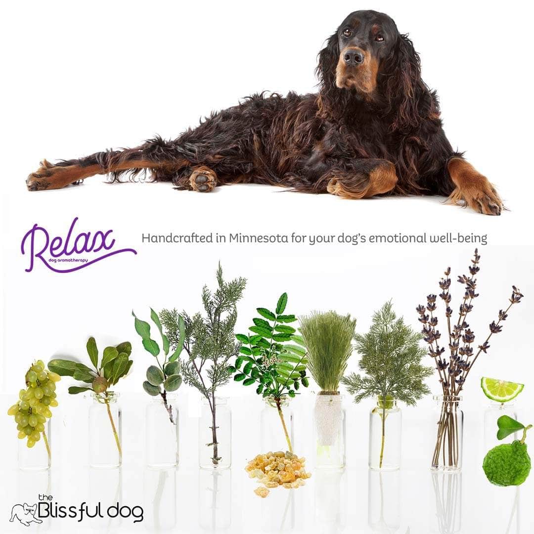 Gordon Setter natural care