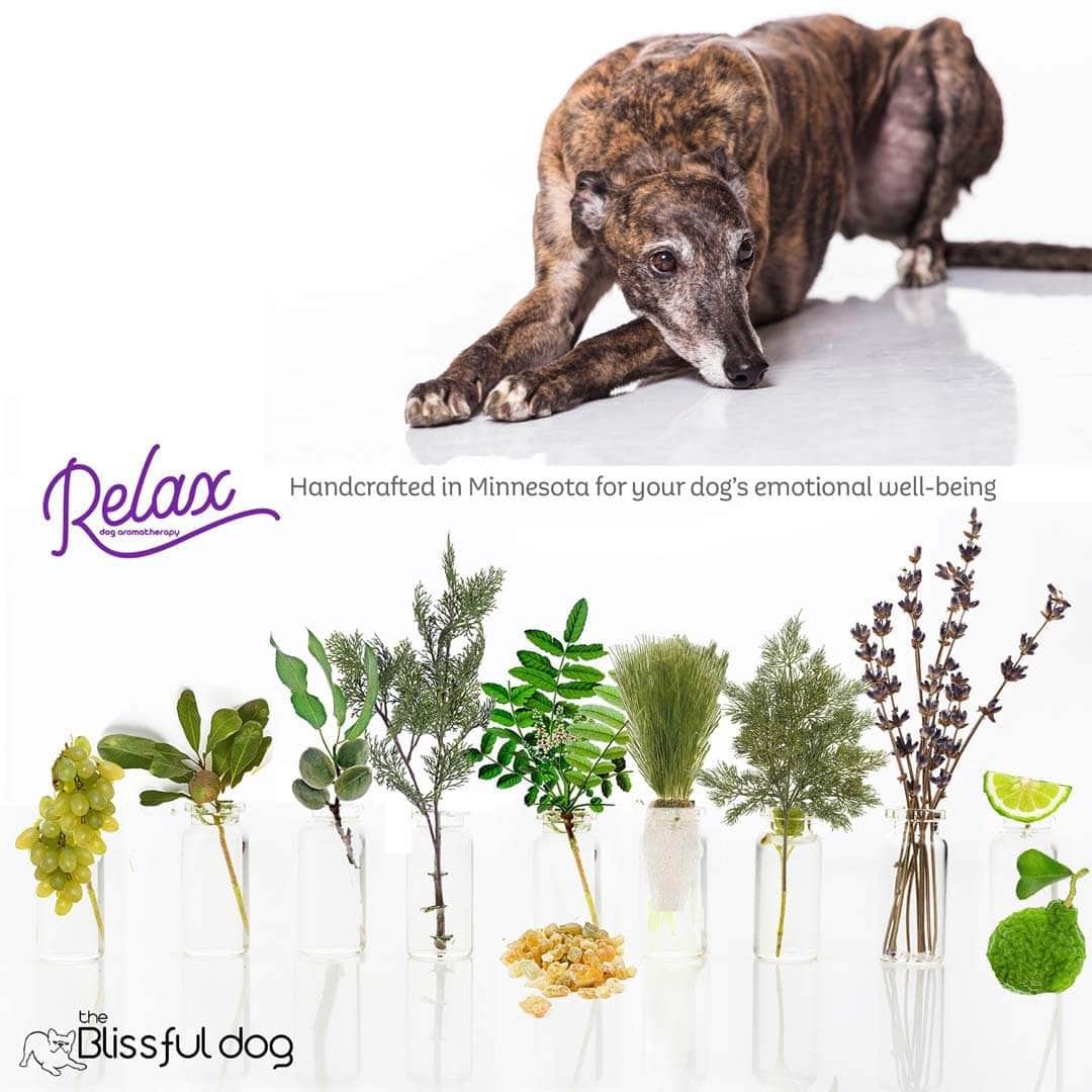 Greyhound all natural care