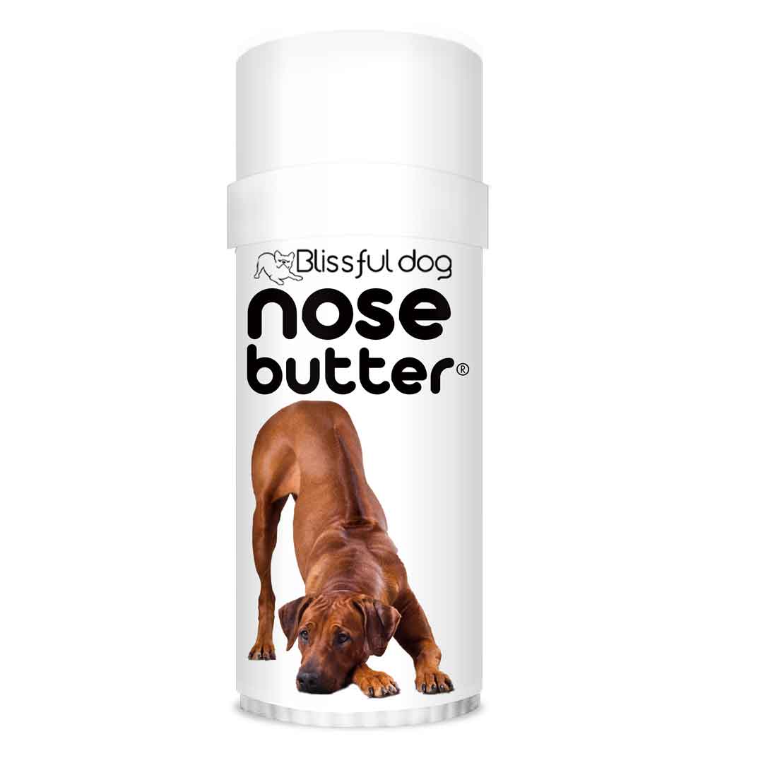 Rhodesian Ridgeback has dry Nose