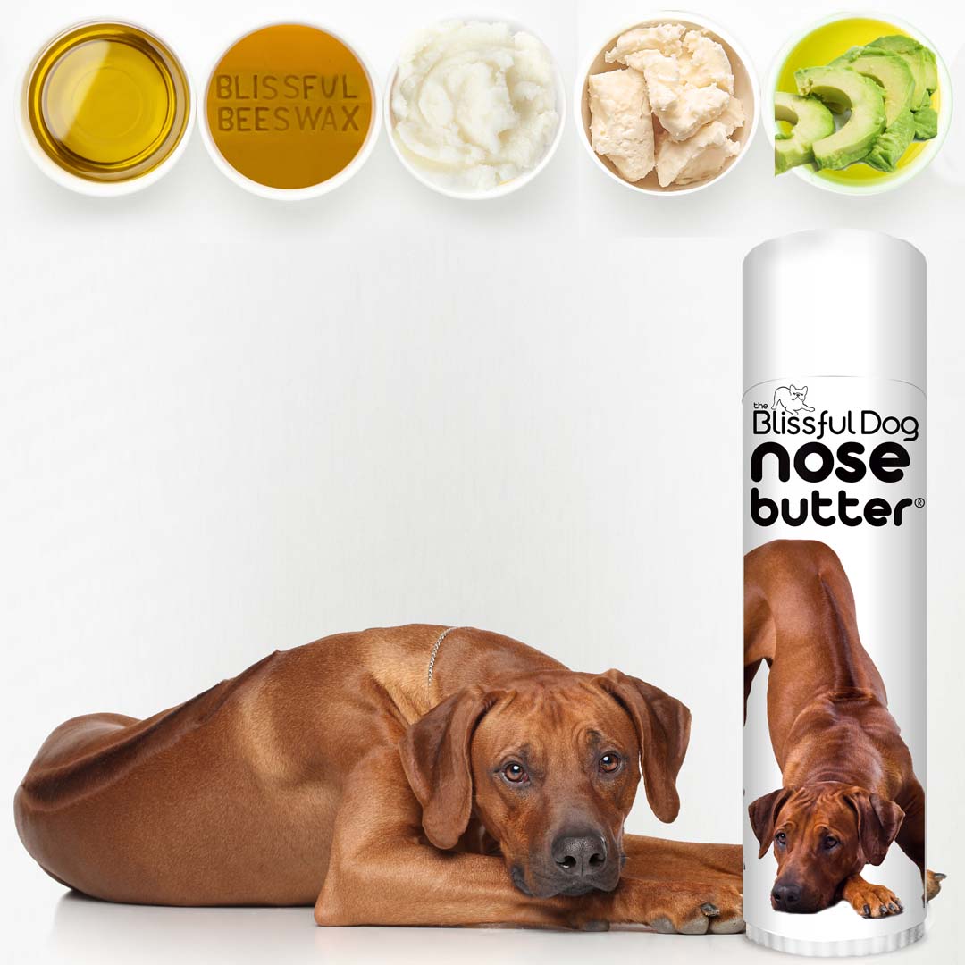 Rhodesian Ridgeback Nose is chapped