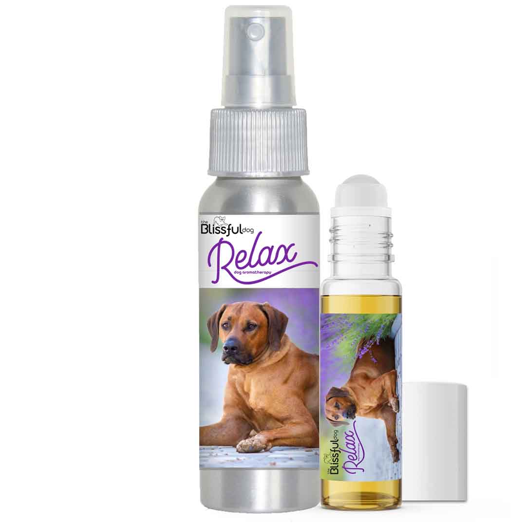 rhodesian ridgeback afraid thunder