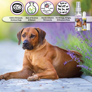 rhodesian ridgeback relax dog aromatherapy