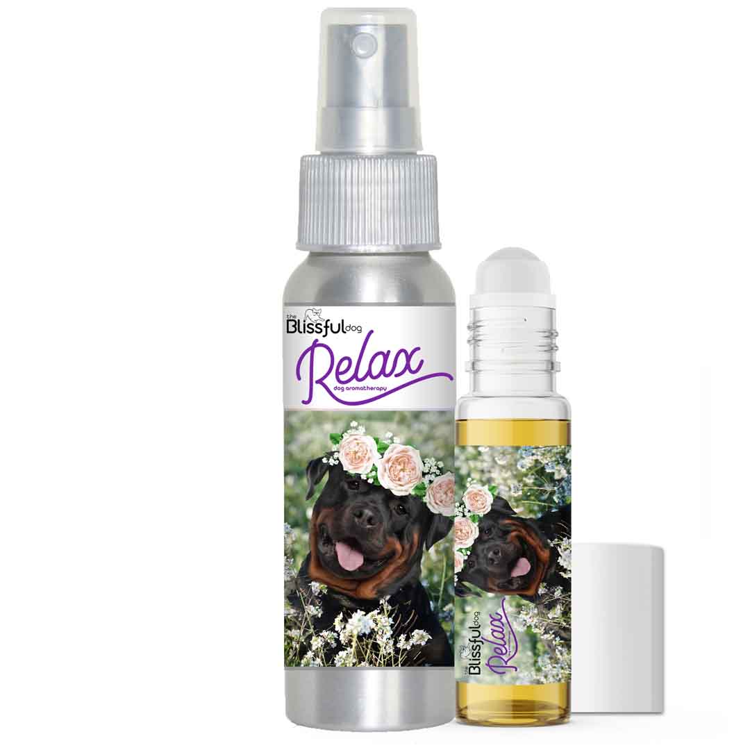 Rottweiler afraid thunder