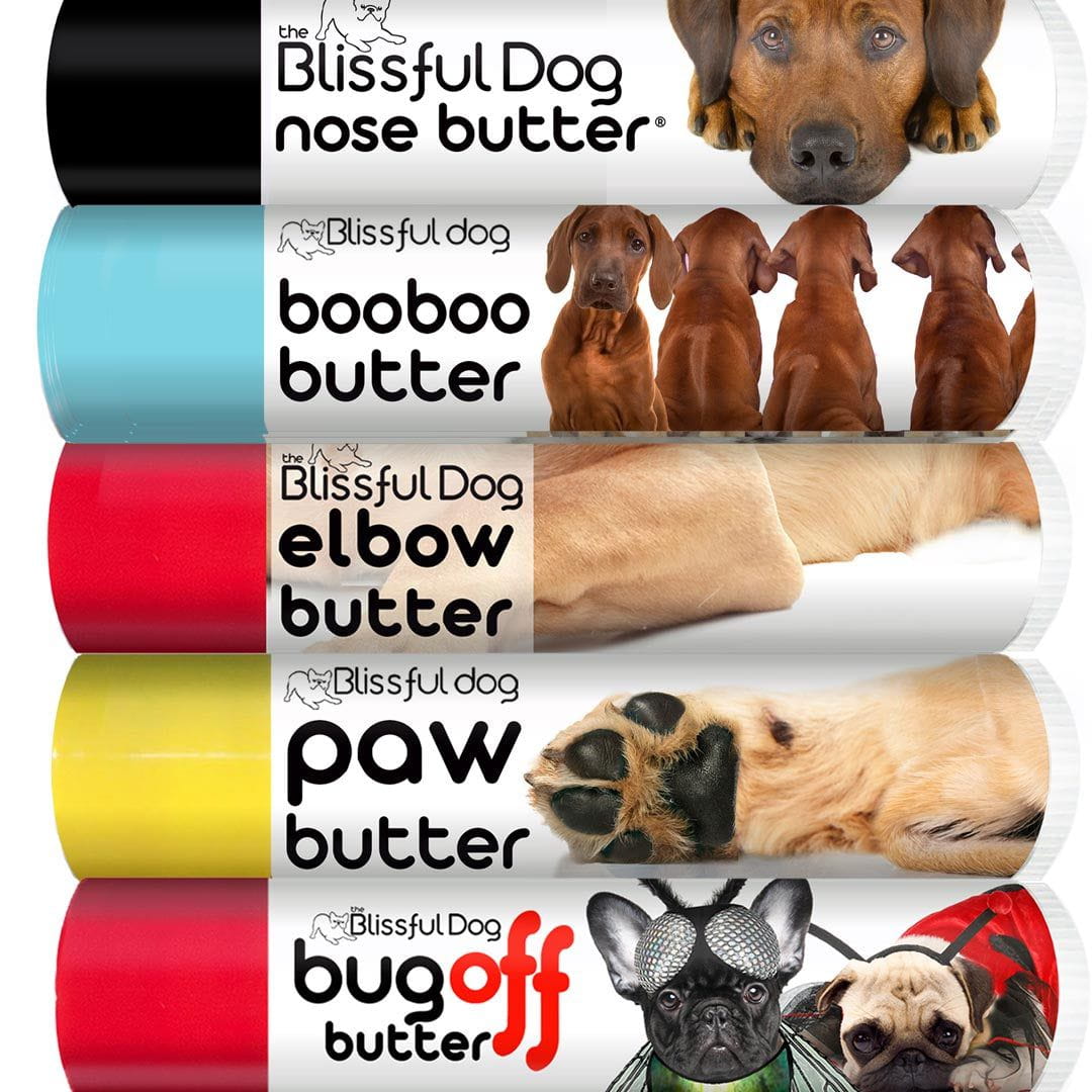 Rhodesian Ridgeback chapped nose