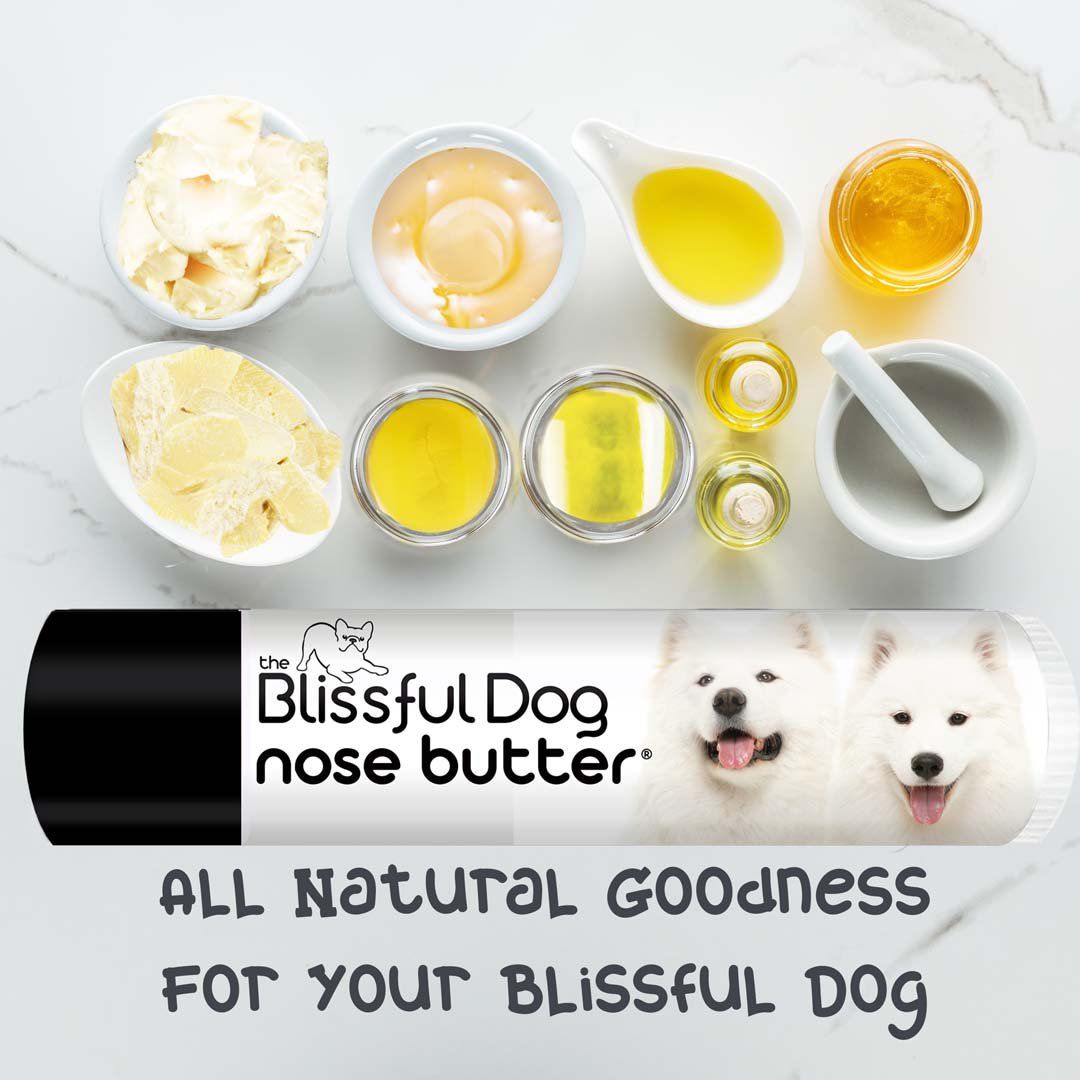 Samoyed Nose is chapped