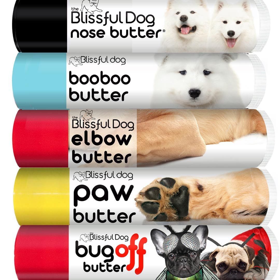 samoyed dog grooming