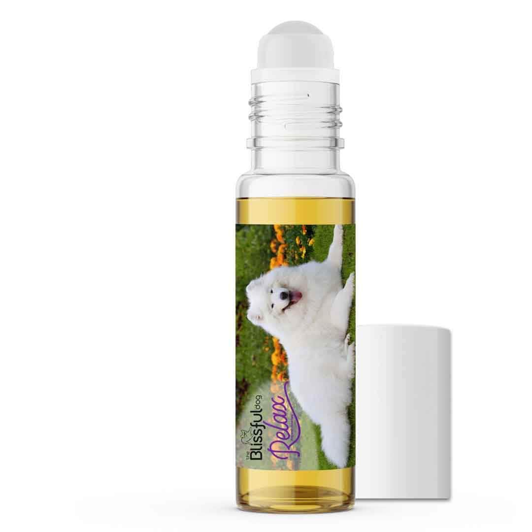 Samoyed separation anxiety