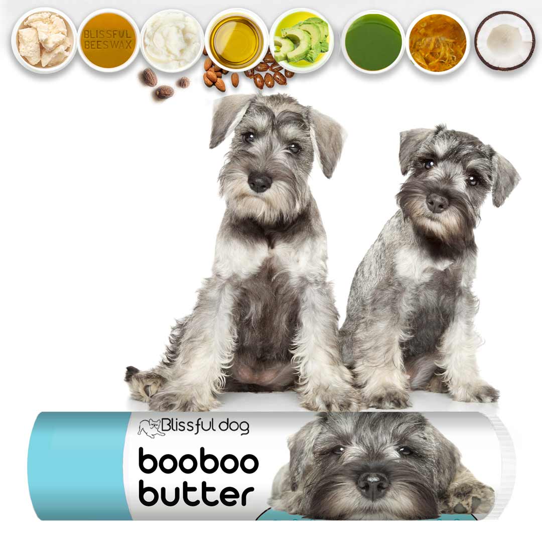Boo Boo Butter for Schnauzer Skin Issues and Grooming After Care