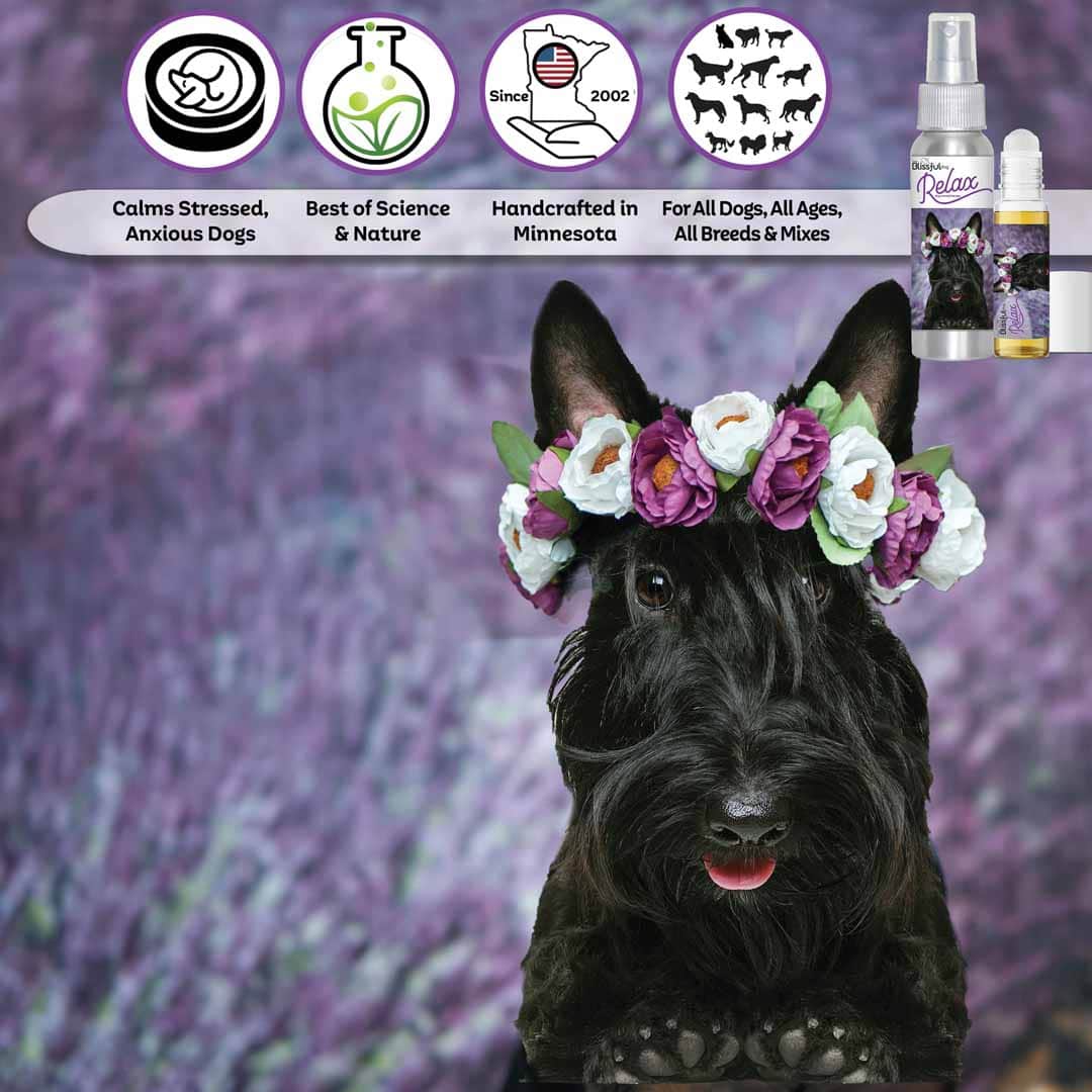 Scottish Terrier dog aromatherapy