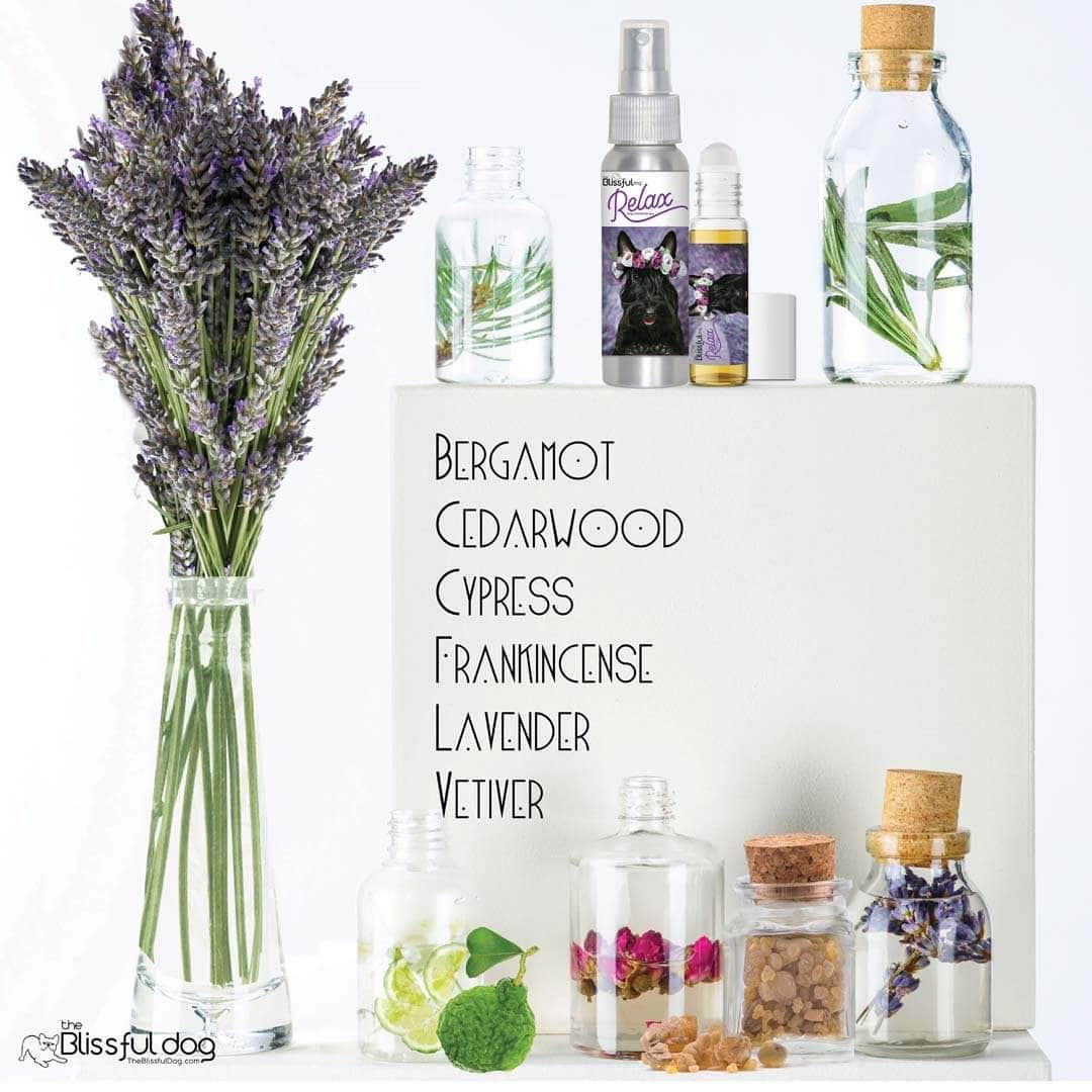 Scottish Terrier aromatherapy