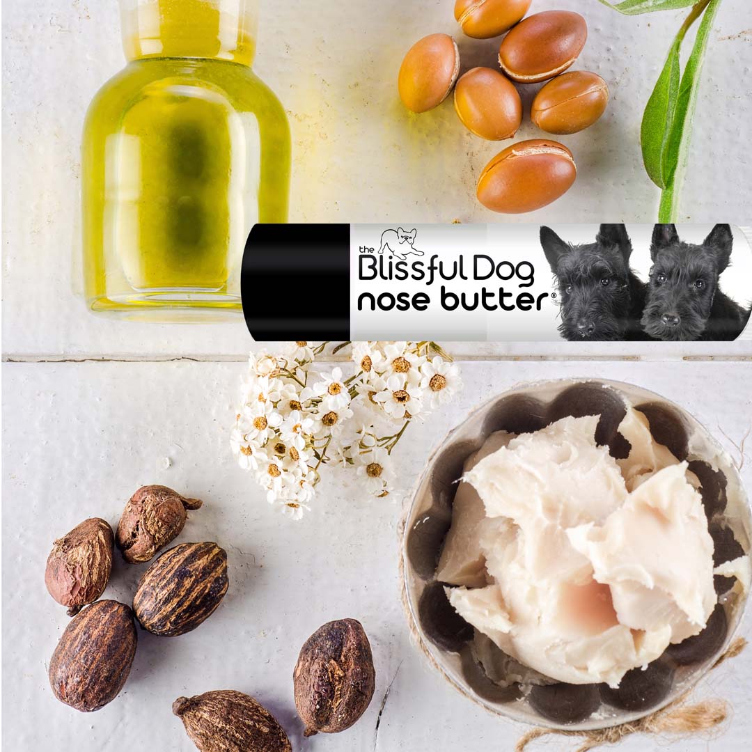 Scottish Terrier chapped nose