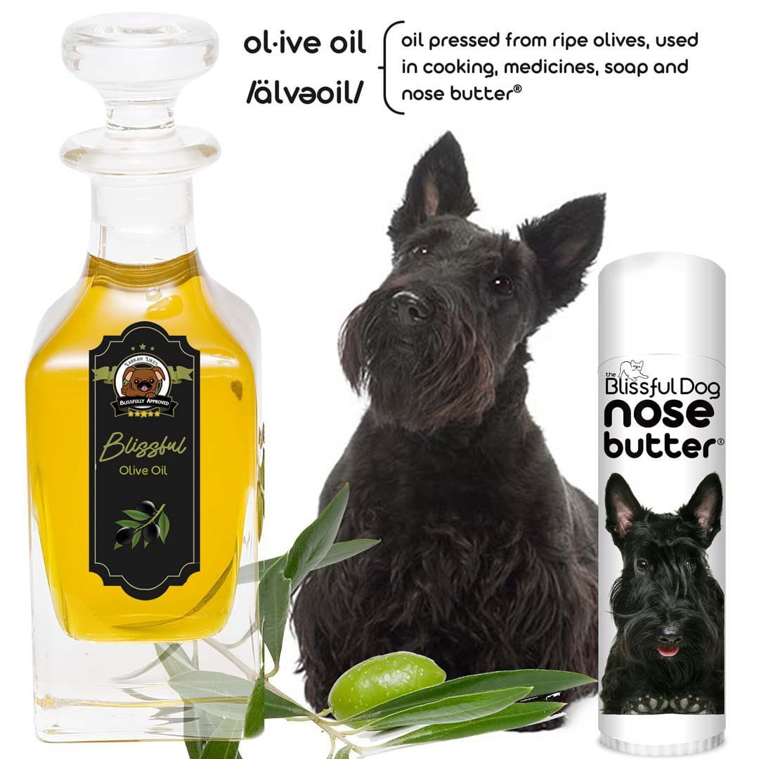 Scottish Terrier crusty nose