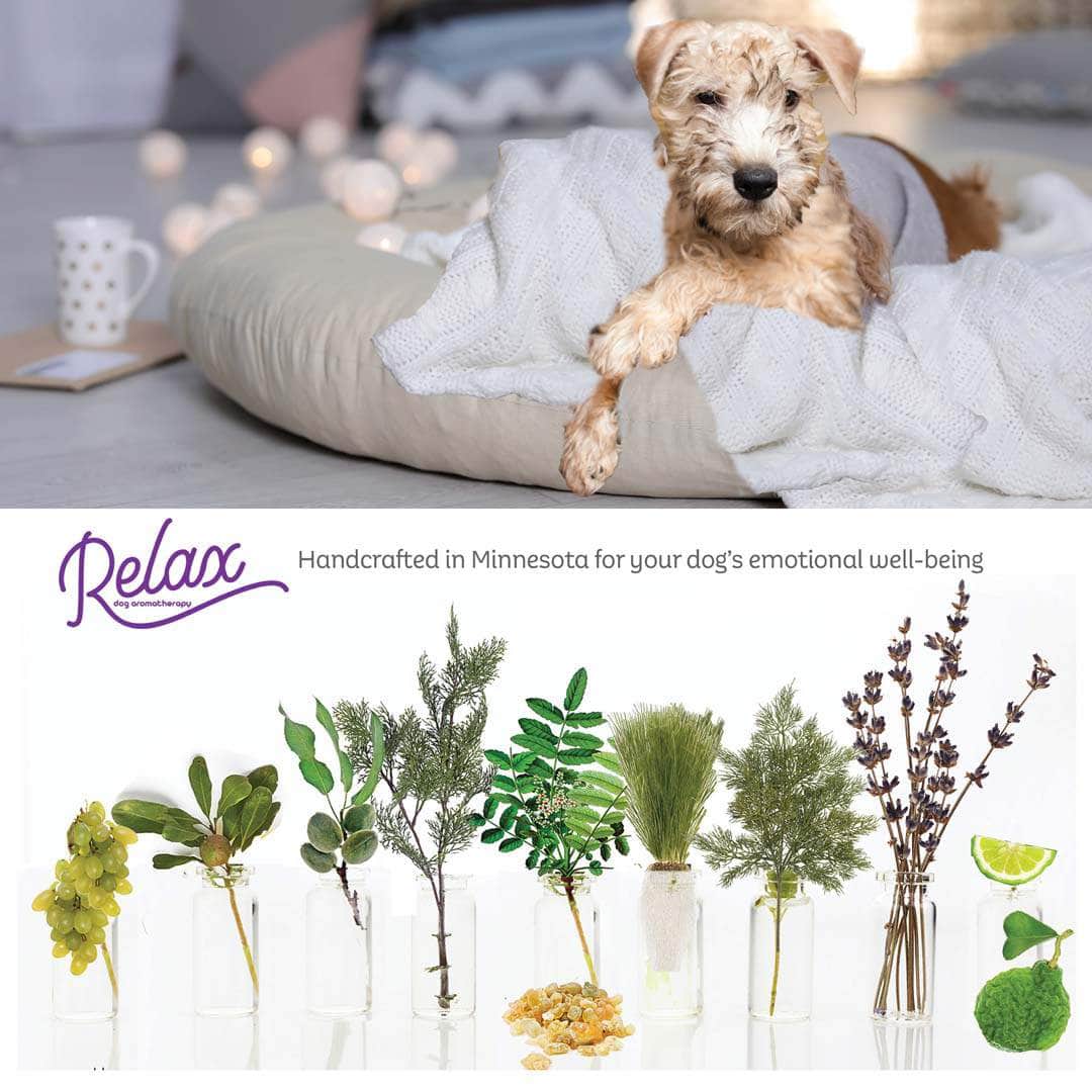 Soft Coated Wheaten Terrier puppy