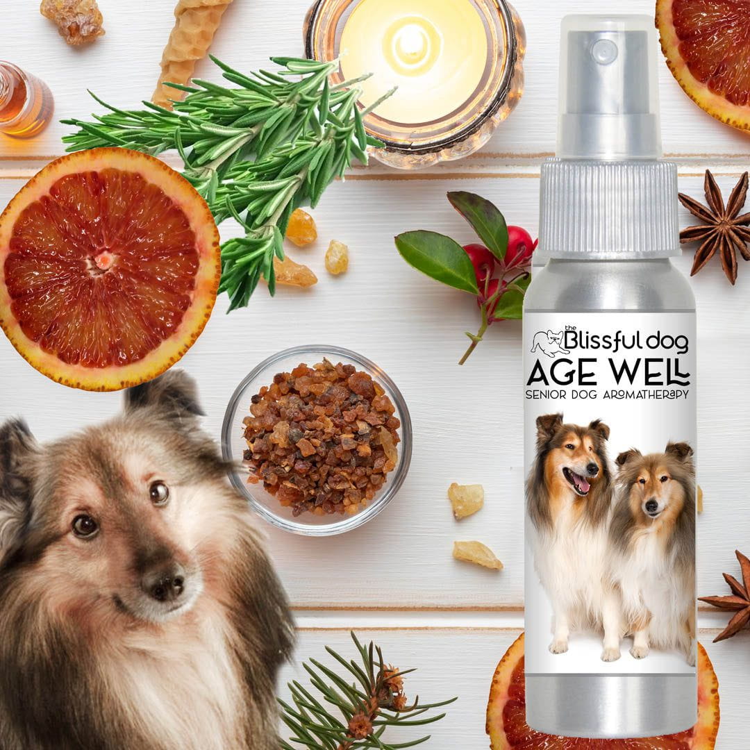 Best dog food for shelties 2019 best sale