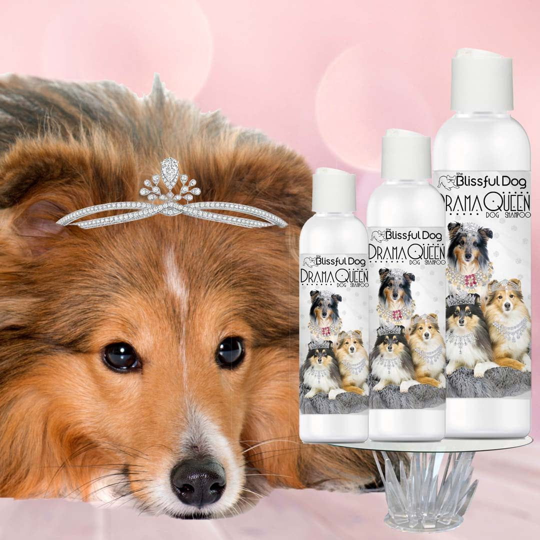Drama Queen Rich Bitch Shetland Sheepdog Luxury Shampoo