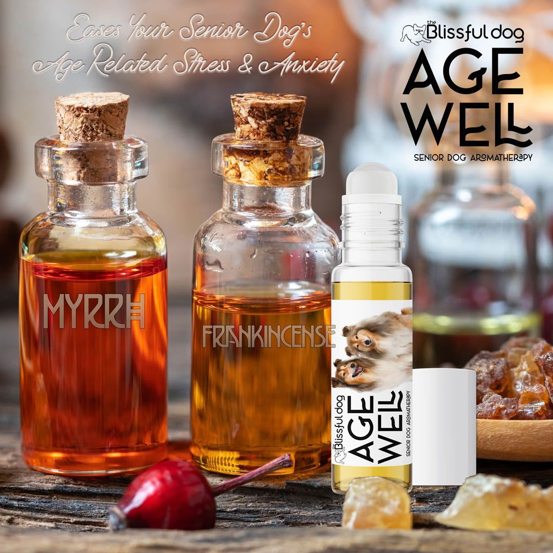 sheltie dog senior care