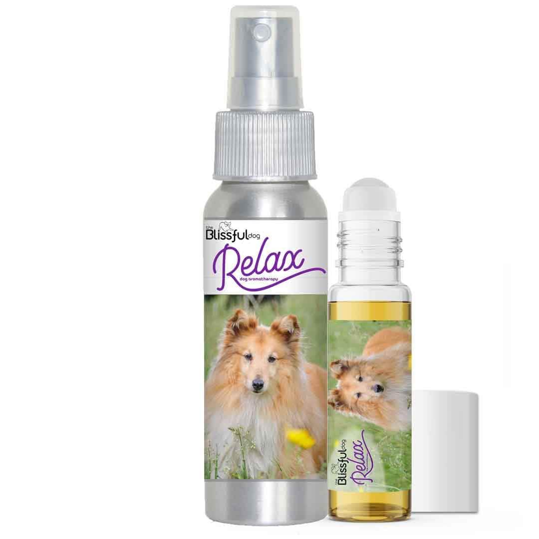 shetland sheepdog scared thunder