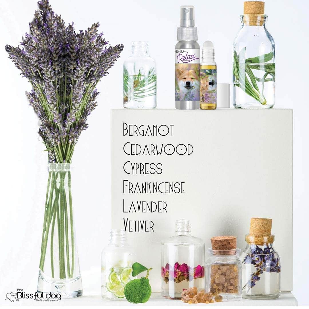 shiba inu aromatherapy