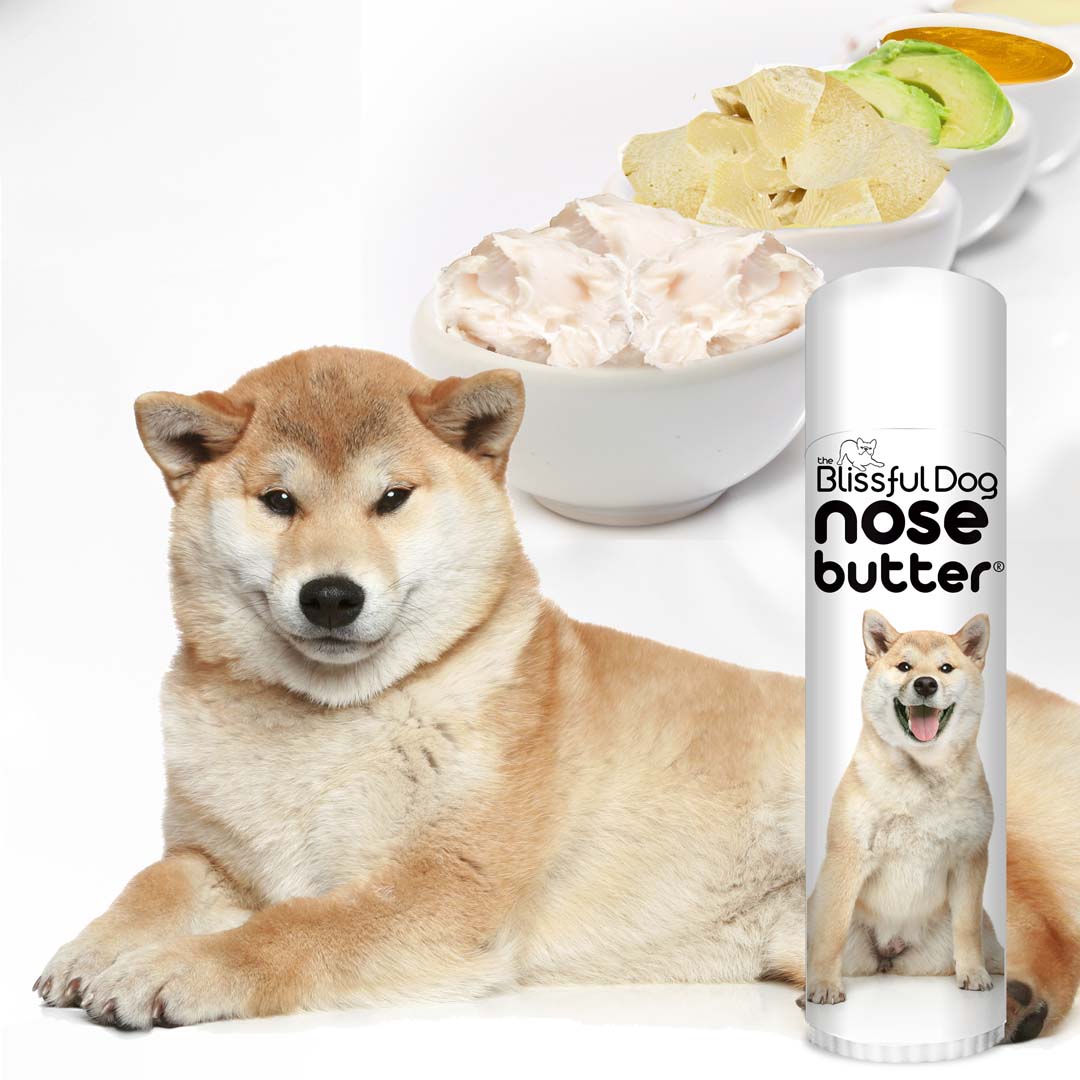 Shiba Inu Nose Butter Moisturizes Your Shiba s Rough Dry Nose