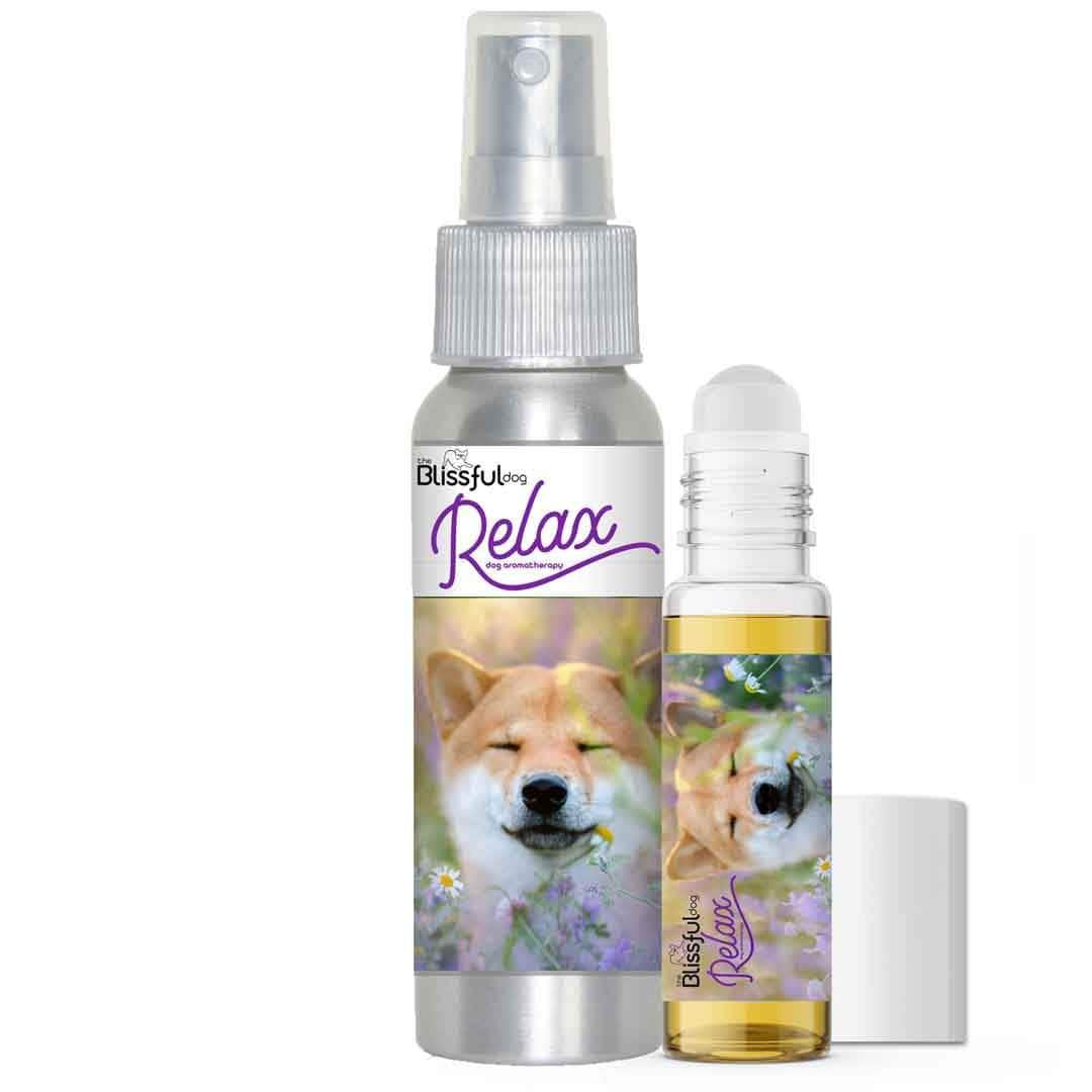 shiba inu afraid thunder