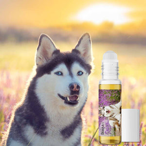 siberian husky relax dog aromatherapy
