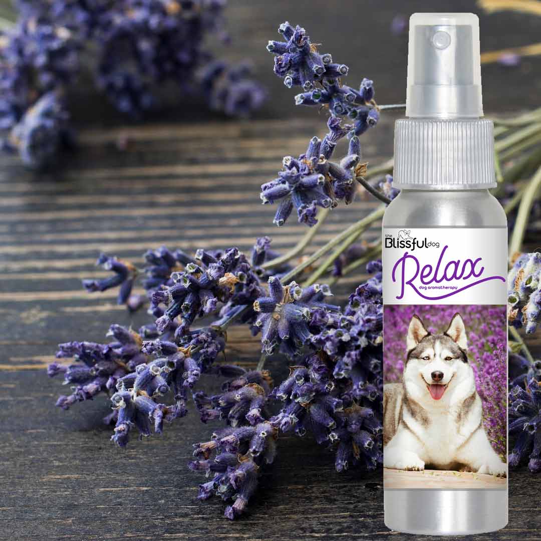 siberian husky scared