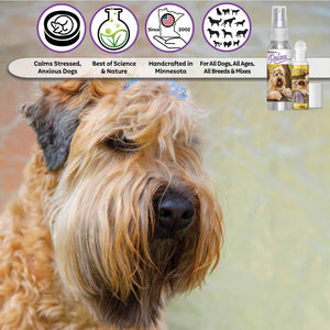 Soft Coated Wheaten Terrier relax dog aromatherapy