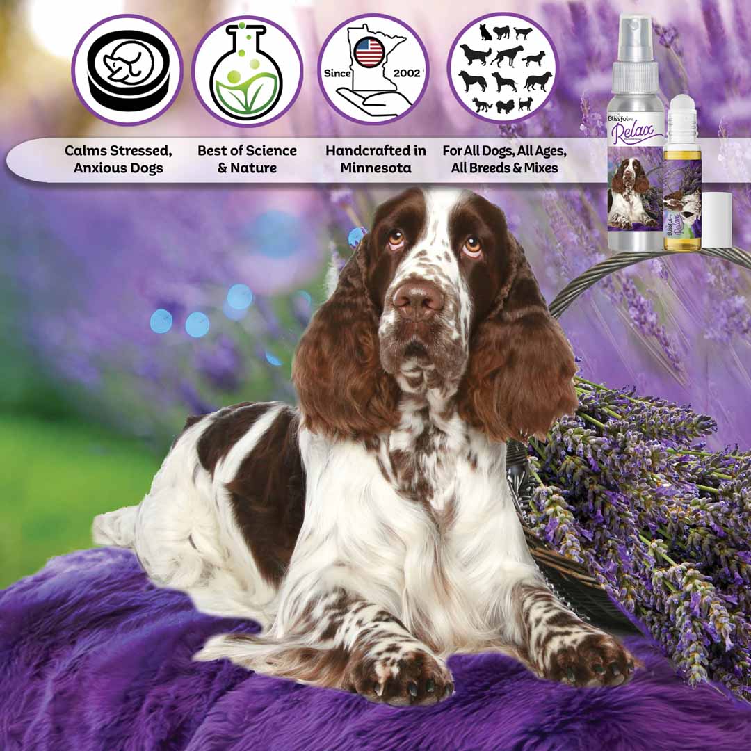 Springer spaniel discount done deal