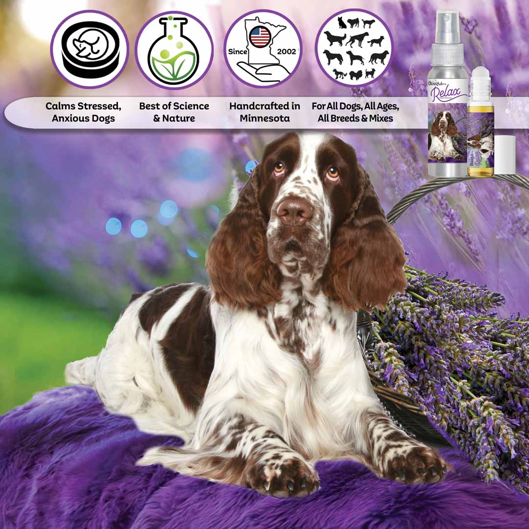 Springer Spaniel Relax Dog Aromatherapy